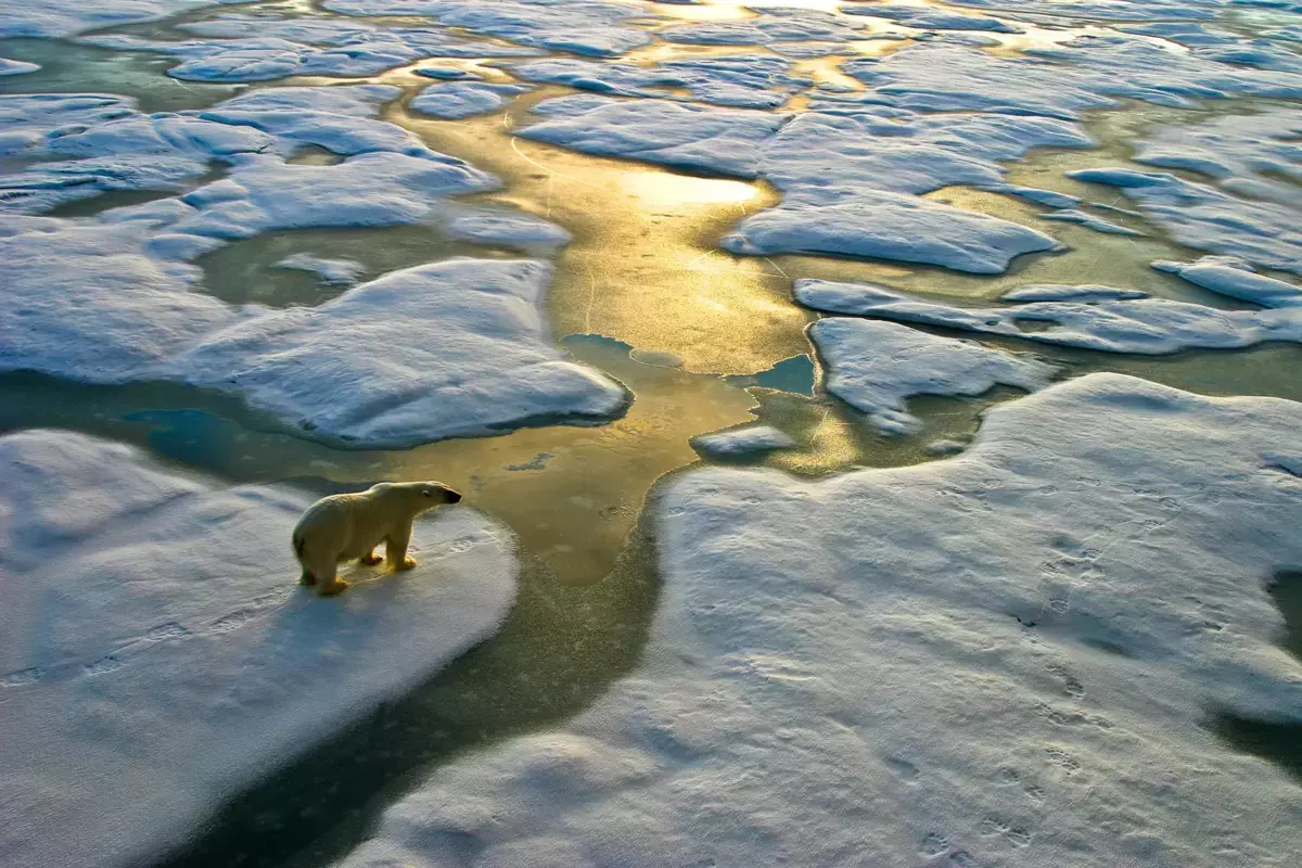 Eisbär zwischen schmelzenden Eisschollen