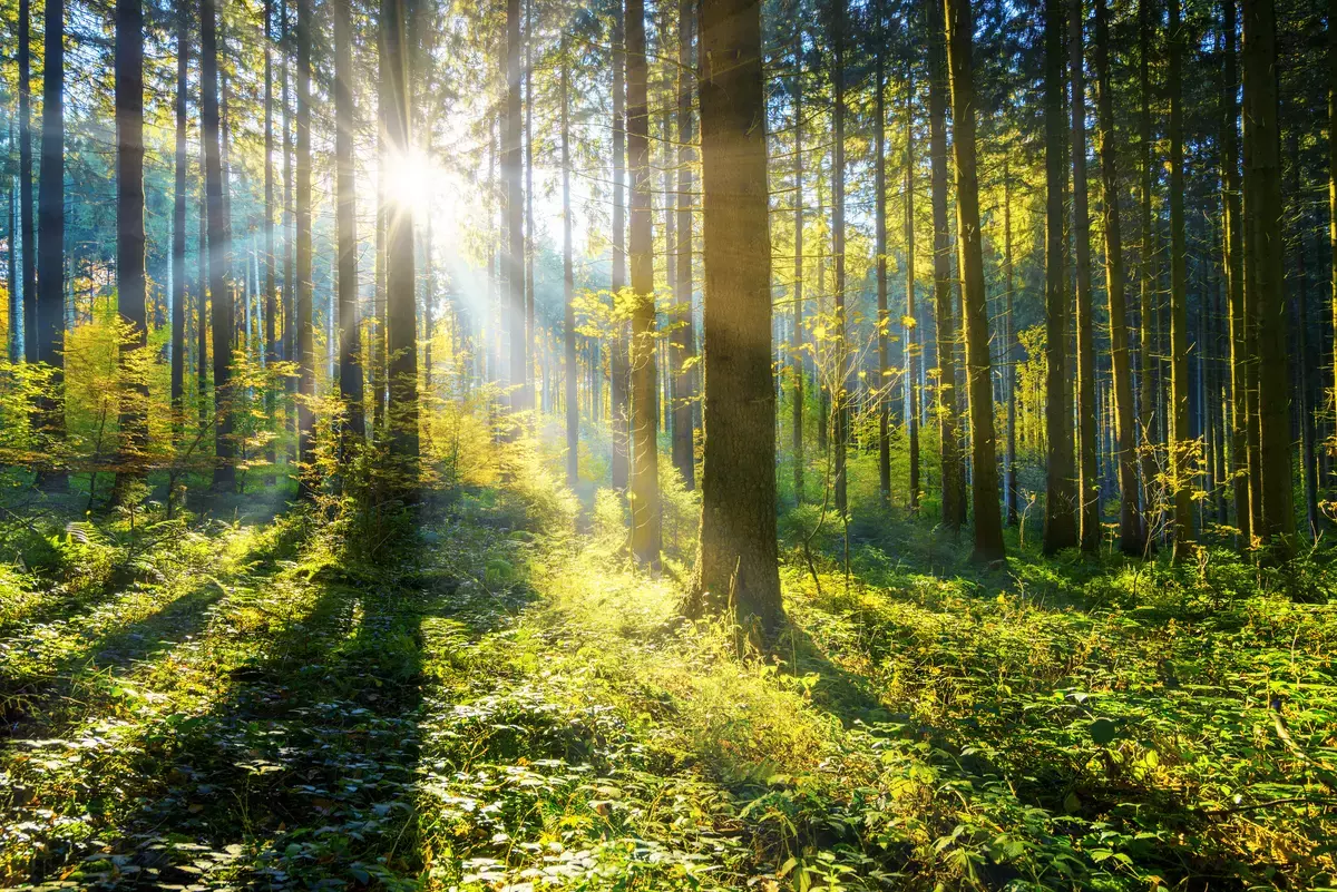 Sonnenstrahlen in einem schönen Wald