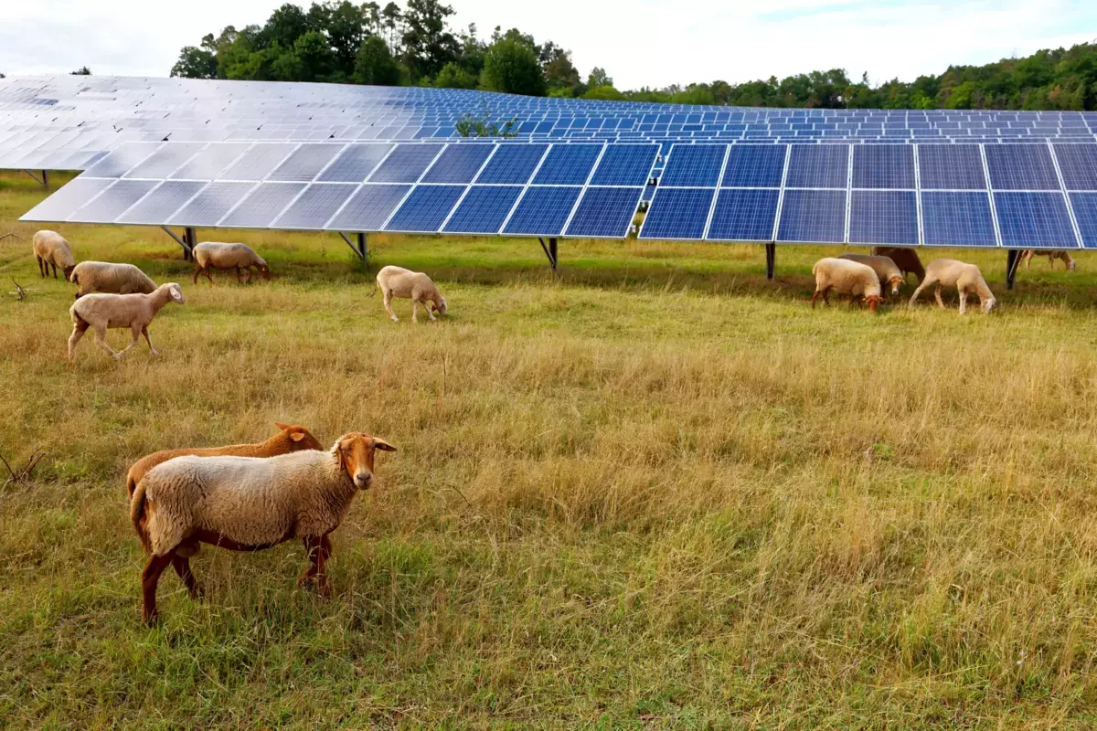 Solarpark mit Schafen